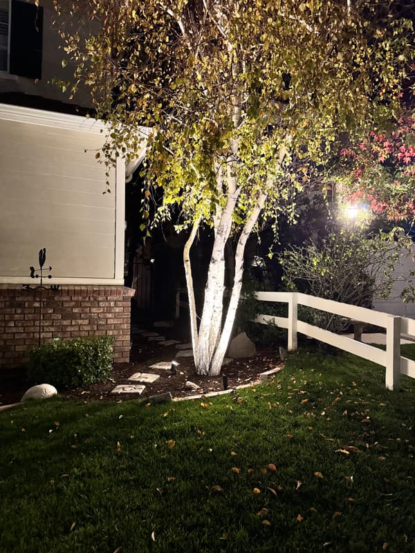 White-bark birch tree uplit at night beside a white rail fence and stepping stones